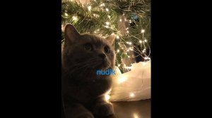 Эдит с котиком