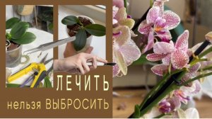 ЗАПЯТУЮ поставит конец видео! Долго болеющий фаленопсис