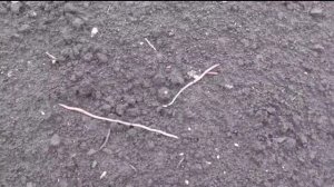 О калифорнийских червях