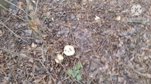 Пришёл ответ от мин-пром днр по анализам проб воды из речки Садки г.Енакиево.