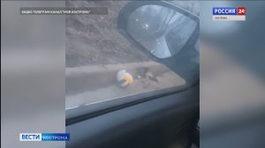 Вороны в Костроме азартно сыграли в футбол