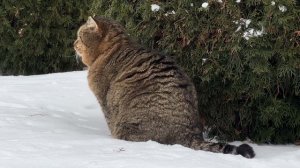 ДНЕВНИК лесного кота БАРСИКА: «Ну, где же вы, девочки!»  - 10.12.2025