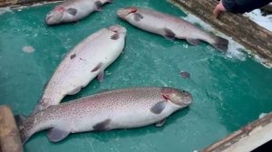 10.12.25 г. РК Волна.