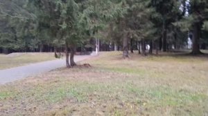 #шикарный лес в декабре