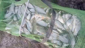 р.Егорлык улов таранки