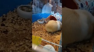 я наблюдаю. за пятнашкой.