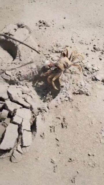 Из жизни крабов