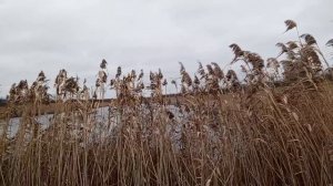 Тыква по 14 р за кг,иду за тыквой