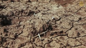 Последние встречи с вымершими видами