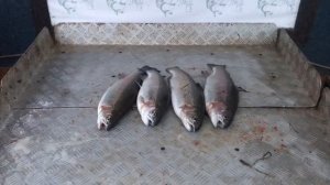 улов форели