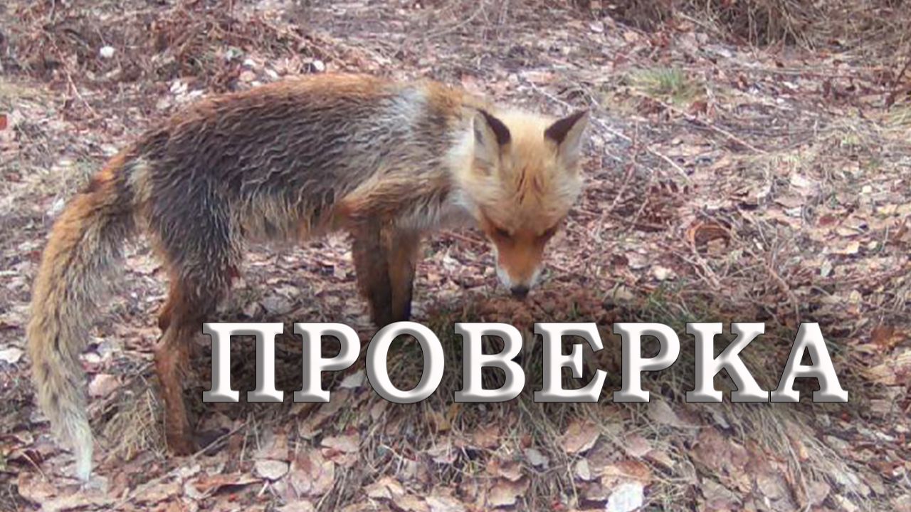 Первая в сезоне проверка фотоловушек. Плохая фотоловушка и хитрая лиса. / Фотоловушка в лесу.