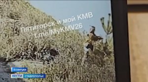 В Ессентуках женщина варварски покалечила молодые сосны