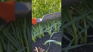 Озимая пшеница. Урожай 2026. Белгородская область.