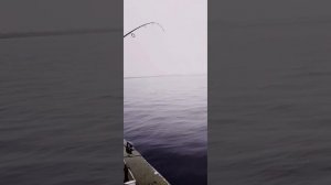 Друг отлично закрыл сезон на р.Свирь