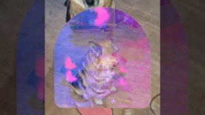 1000042004.mp4 (Собака смотрит на монтаж электропроводки (отверстия под м/коробки) в доме А-фрейм)