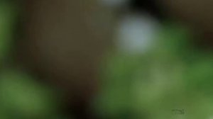 СТРЕЙ\эдит\