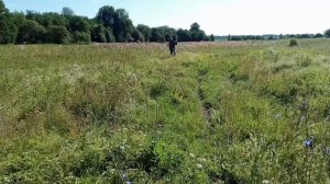 25. Металлокоп с Quest X5. "Зелëная зима" в самом разгаре. Поиск по высокой траве.