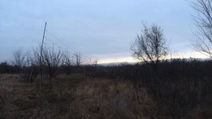 Ловля черноголового щегла