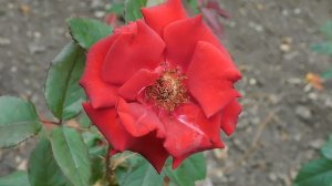 ВИДЕО  ПВН  ББ   (730)