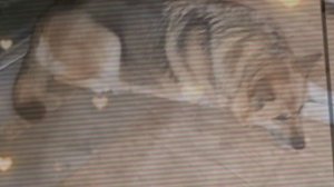 1000042073.mp4 (Собака смотрит на монтаж электропроводки (монтаж п/переключателя) в доме А-фрейм)