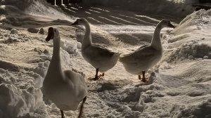 Гоги. Они же Гоши. Они же гуси...