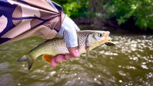 ТУТ ПОЙМАТЬ ЕГО НЕПРОСТО! ☝️ ГОЛАВЛЬ МАЛЫХ РЕК ПОДМОСКОВЬЯ / КАМБЭК в ЛЕТО