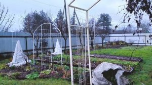 11 декабря, укрываю розы/ дождь, как летом.