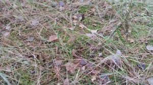 Белые грибы в сосновом лесу во мху.