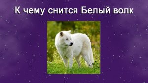 К чему снится Белый волк (Сонник)