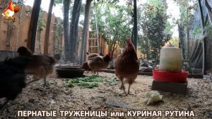 Куриная рутина – что делают куры на выгуле 😂 эпизод (83)