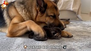 Котята и щенята 🐈🐶 Кошки и собаки 🤗 Милое видео про животных (20)
