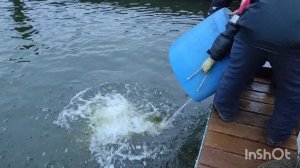 11.12.25. Зарыбление VIP зоны форелью.