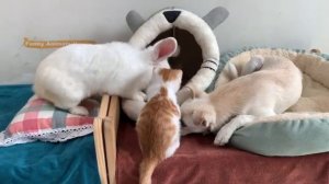 Утка захватила кошачье гнездо! Кролик и курица разозлились - 2025 год