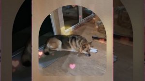 1000042075.mp4 (Собака смотрит на монтаж электропроводки (монтаж п/переключателя) в доме А-фрейм)