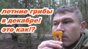 ЛЕТНИЕ ГРИБЫ В ДЕКАБРЕ ЭТО КАК!?!  Долгий поход в лес по грибы!