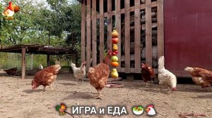 Кормление кур овощами и фруктами для зарядки и от скуки 🥗🐓🤗  (8)