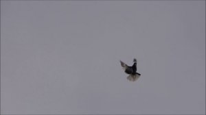 Голуби серпастые с 4 по 10.  12. 2025.