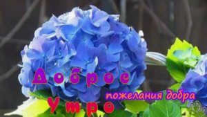 красивые открытки с добрым утром – тёплые видео, чтобы начать день с улыбки