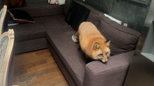 Лиса-Алиса. Лиса решила отдохнуть на диване