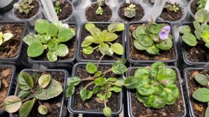 Монстериум | Выставка цветов в Москве | 11-12 октября