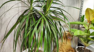 Пересадка Драцены, грунт и подкормки для Драцены на пышный куст