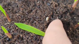 Как вырастить из детки гладиолуса луковицу за олн год. Продолжение #shorts