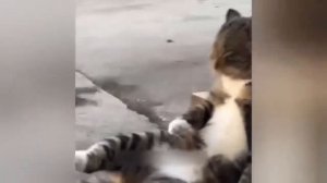 Приколы с котами.С озвучкой Смешные коты и собаки.