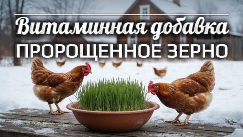 Повышаем яйценоскость зимой: проращиваем зерно 🐔🌾