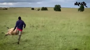 ДОМАШНИЕ животные против диких ХИЩНИКОВ!