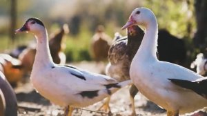 МУЗЫКА, КОТОРАЯ НЕ ПРОСТО ЗВУЧИТ — ОНА ЛЕЧИТ, ВДОХНОВЛЯЕТ И УСПОКАИВАЕТ