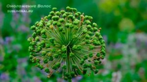 Избавление от Седины*Омоложение Волос. НОВЫЙ Саблиминал. Скрытые Аффирмации.