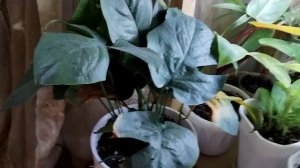 Обзор моих растений. Часть 3.