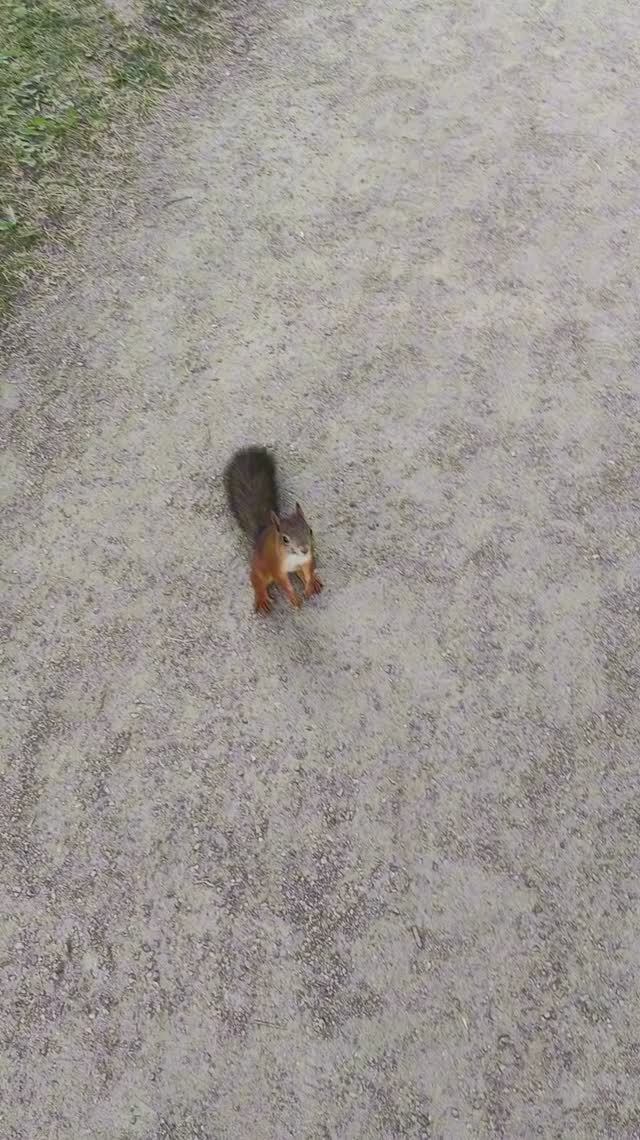 Сергей и Алиса | История двух сердец | Большой Гатчинский дворец | Белочка пришла