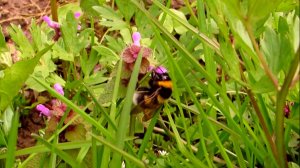 Шмели трудяги